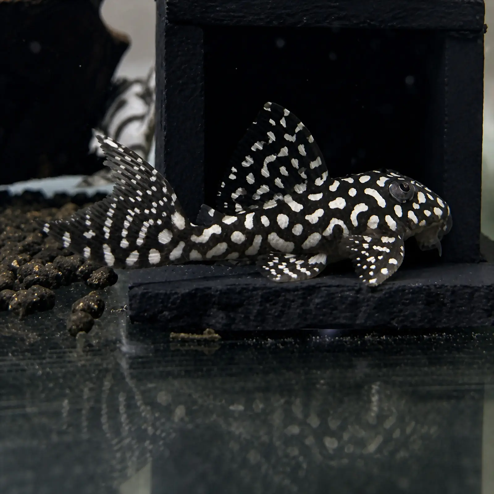 Hypancistrus L136 Pleco (Hypancistrus sp. L136)