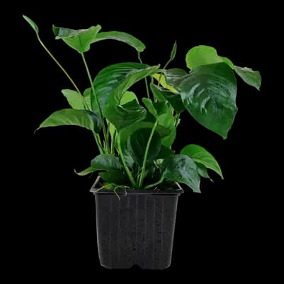 Anubias barteri var. caladiifolia XL