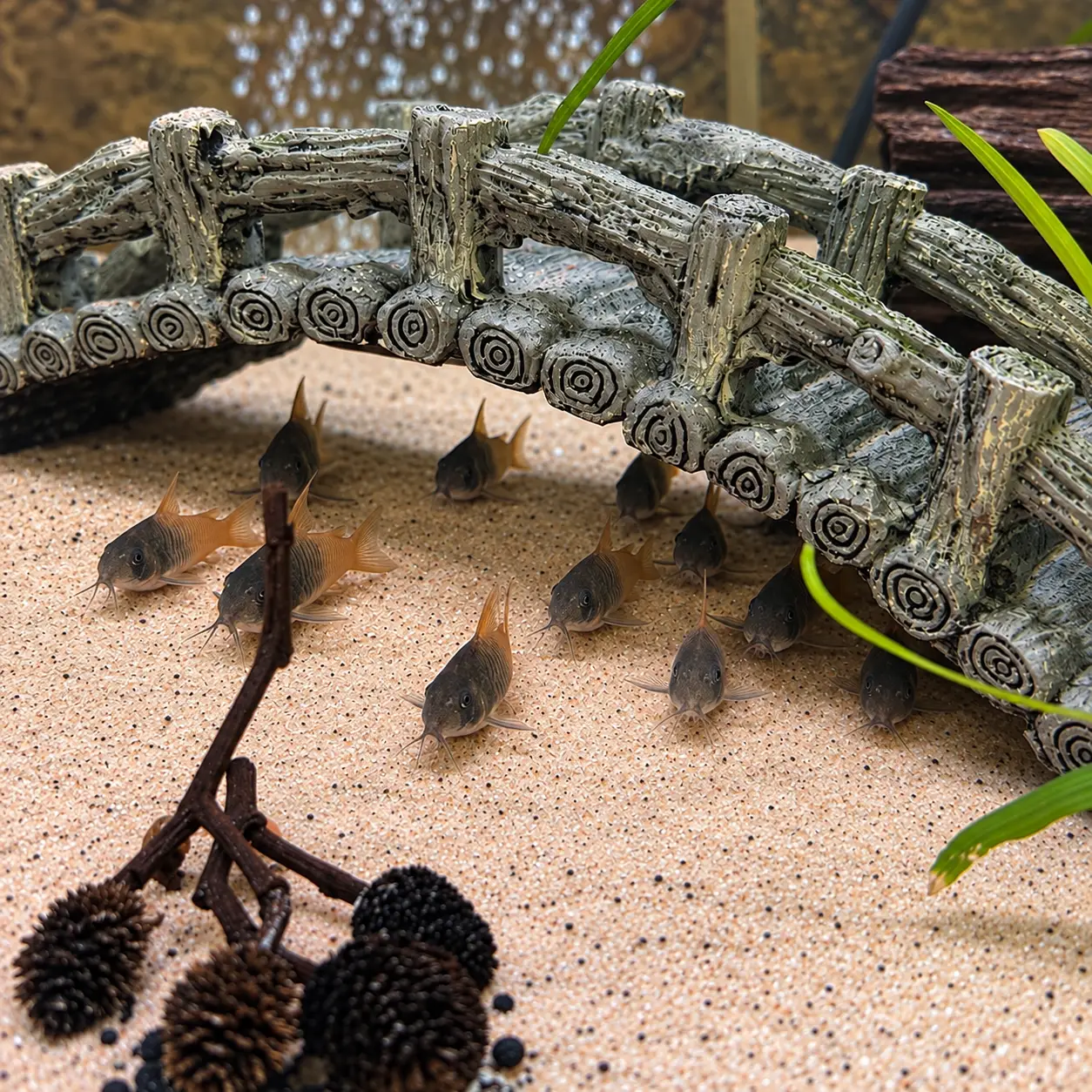 F1 Rio Tomo Corydoras CW217 (Hoplisoma sp. aff. concolor)