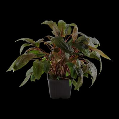 Cryptocoryne wendtii – Large Potted Mother Plant