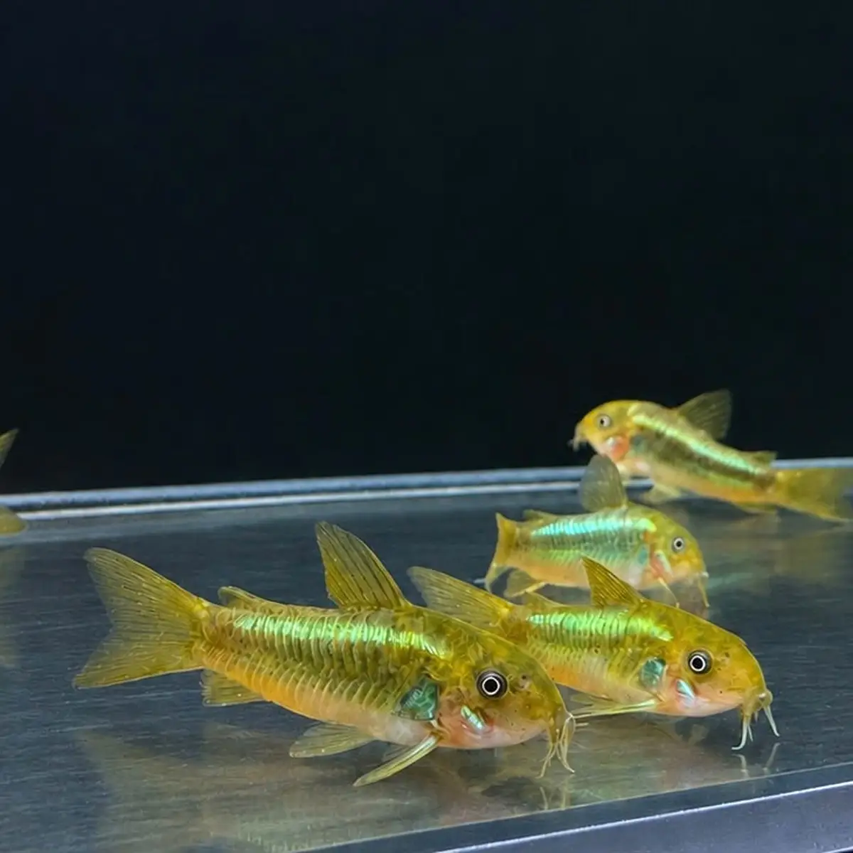 Green Laser Corydoras CW009 (Osteogaster sp. CW009)