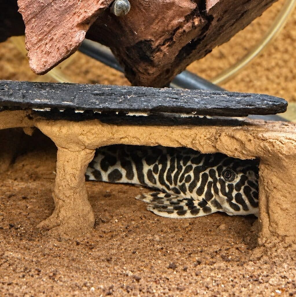 Peckoltia compta L134 Leopard Frog pleco