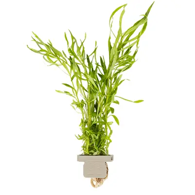 Pogostemon quadrifolius – Aquarium Plant Clip