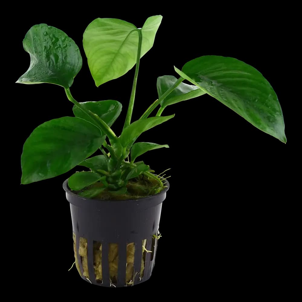 Assorted Anubias (Anubias spp.) – Potted Aquarium Plant