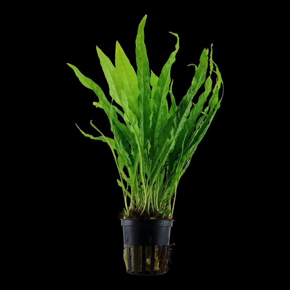 Java Fern (Microsorum pteropus) – Potted Aquarium Plant