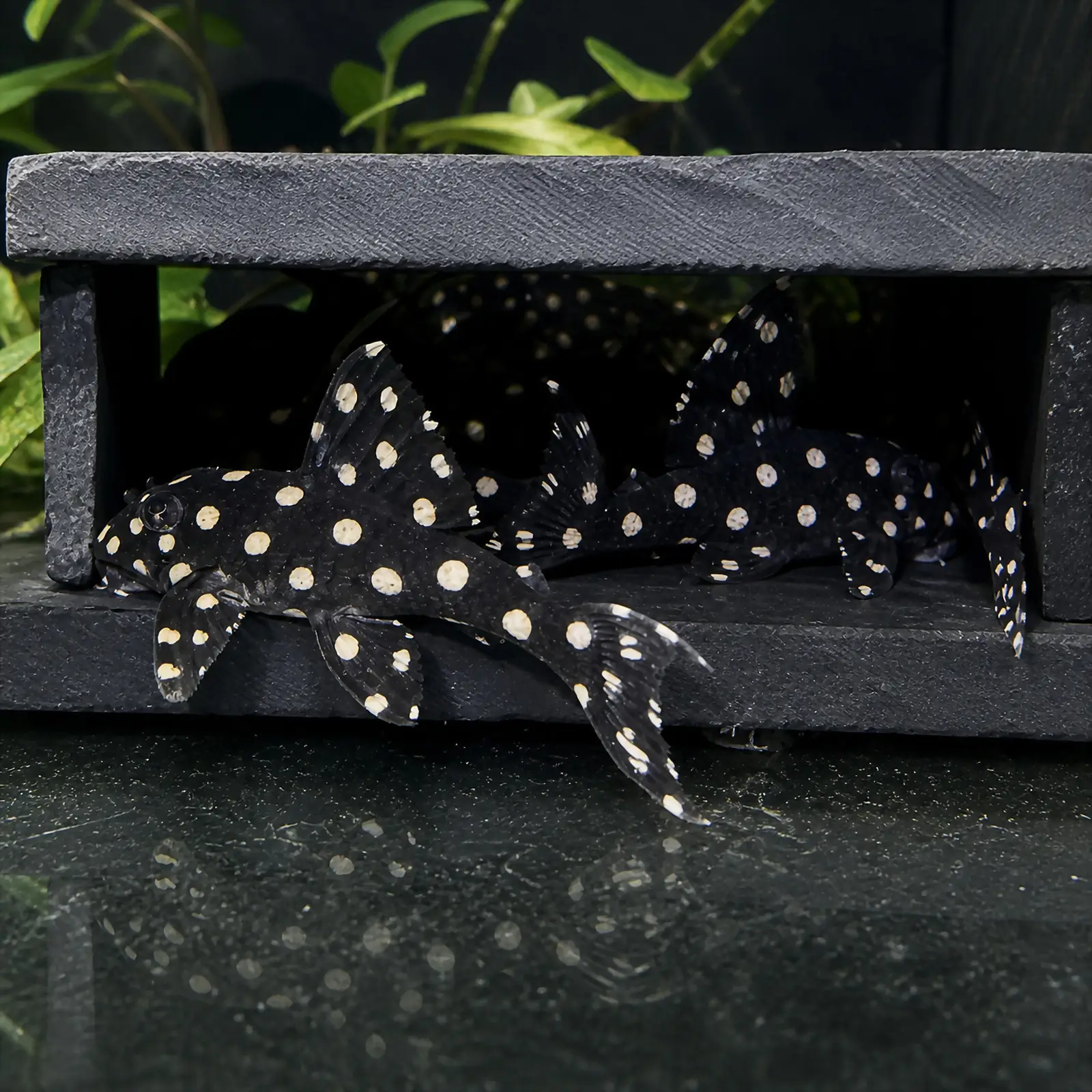 L201 Big Spot Pleco (Hypancistrus contradens)