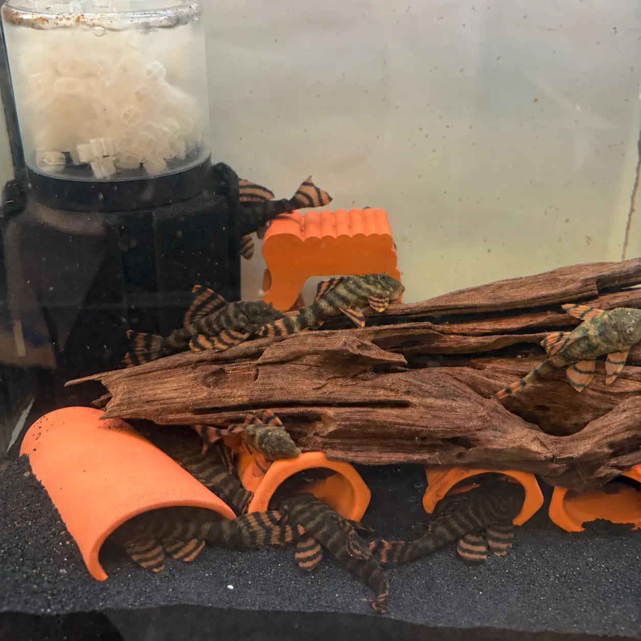 L397 Alenquer Tiger Pleco (Panaqolus sp. L397)