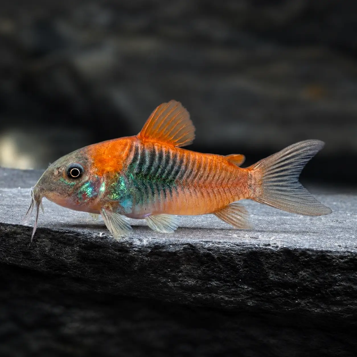 Osteogaster venezuelanus Orange Venezuela corydoras