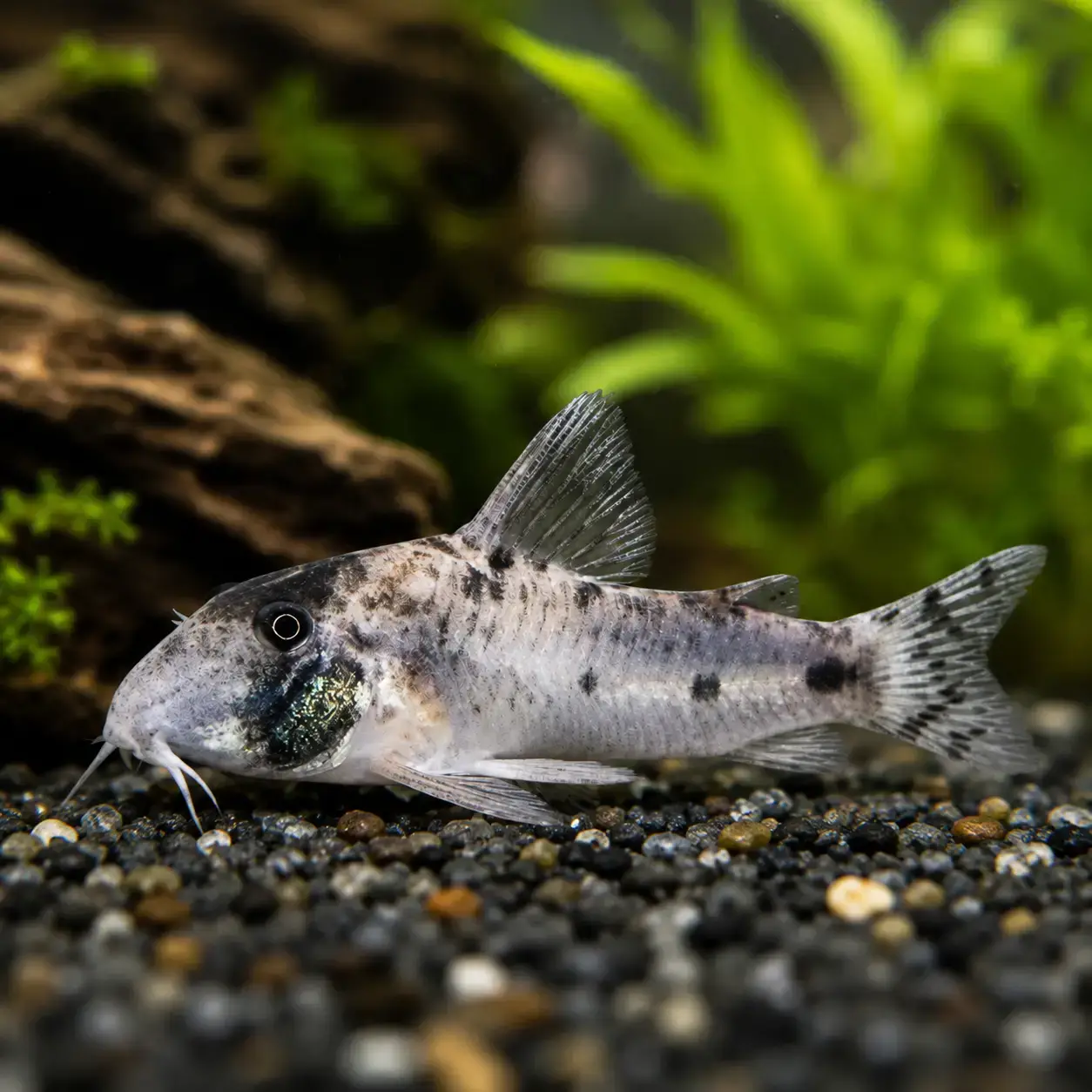 Hoplisoma Rikbaktsa Corydoras F1 Rare! 2.5-3cm
