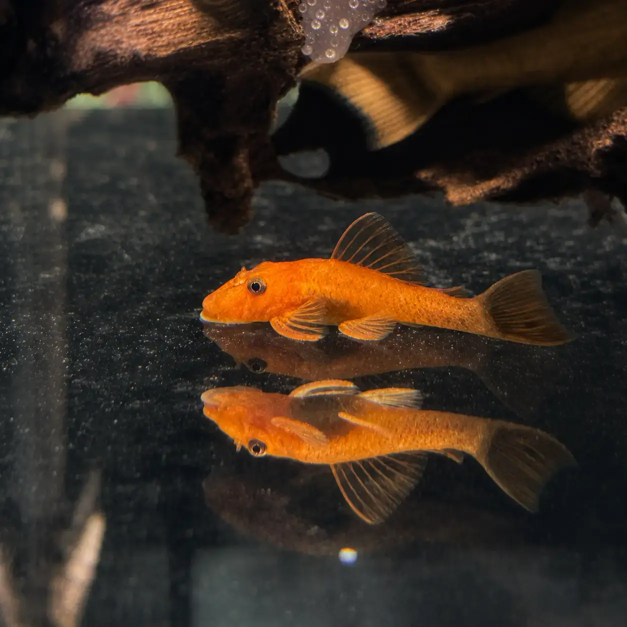 Ancistrus Super Red Bristlenose SF Pleco 3-4cm