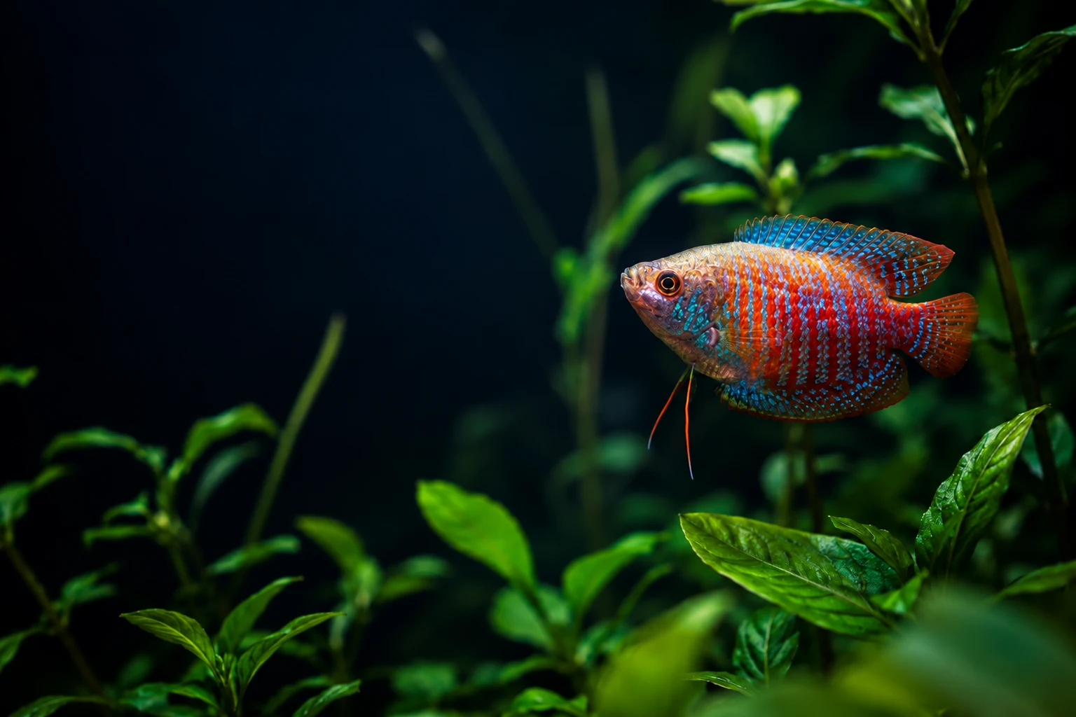 Colourful gourami swimming through dark green aquatic plants