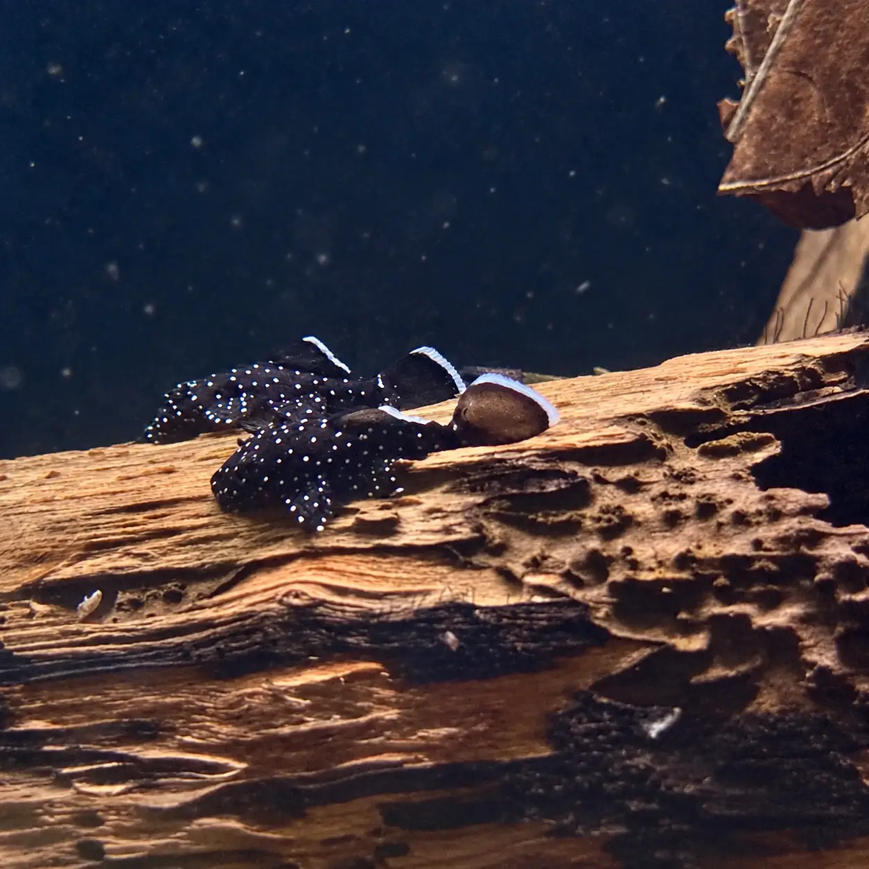 L181 Peppermint Bristlenose Pleco (Ancistrus sp. L181)